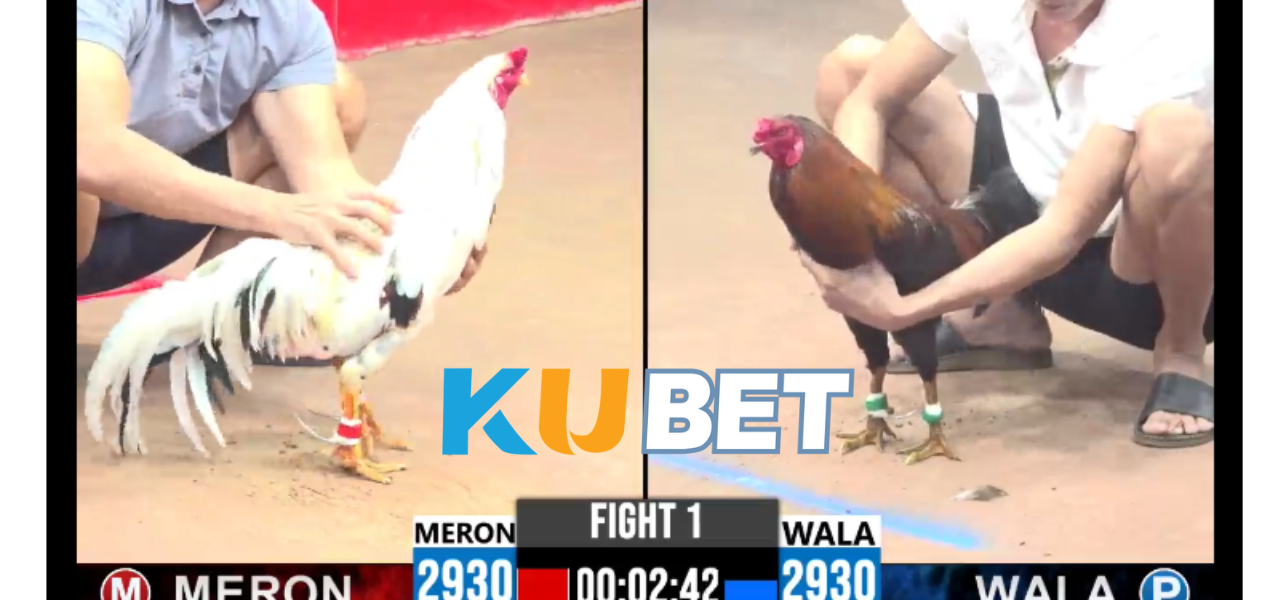 CN3789.NET ĐÁ GÀ THO MO